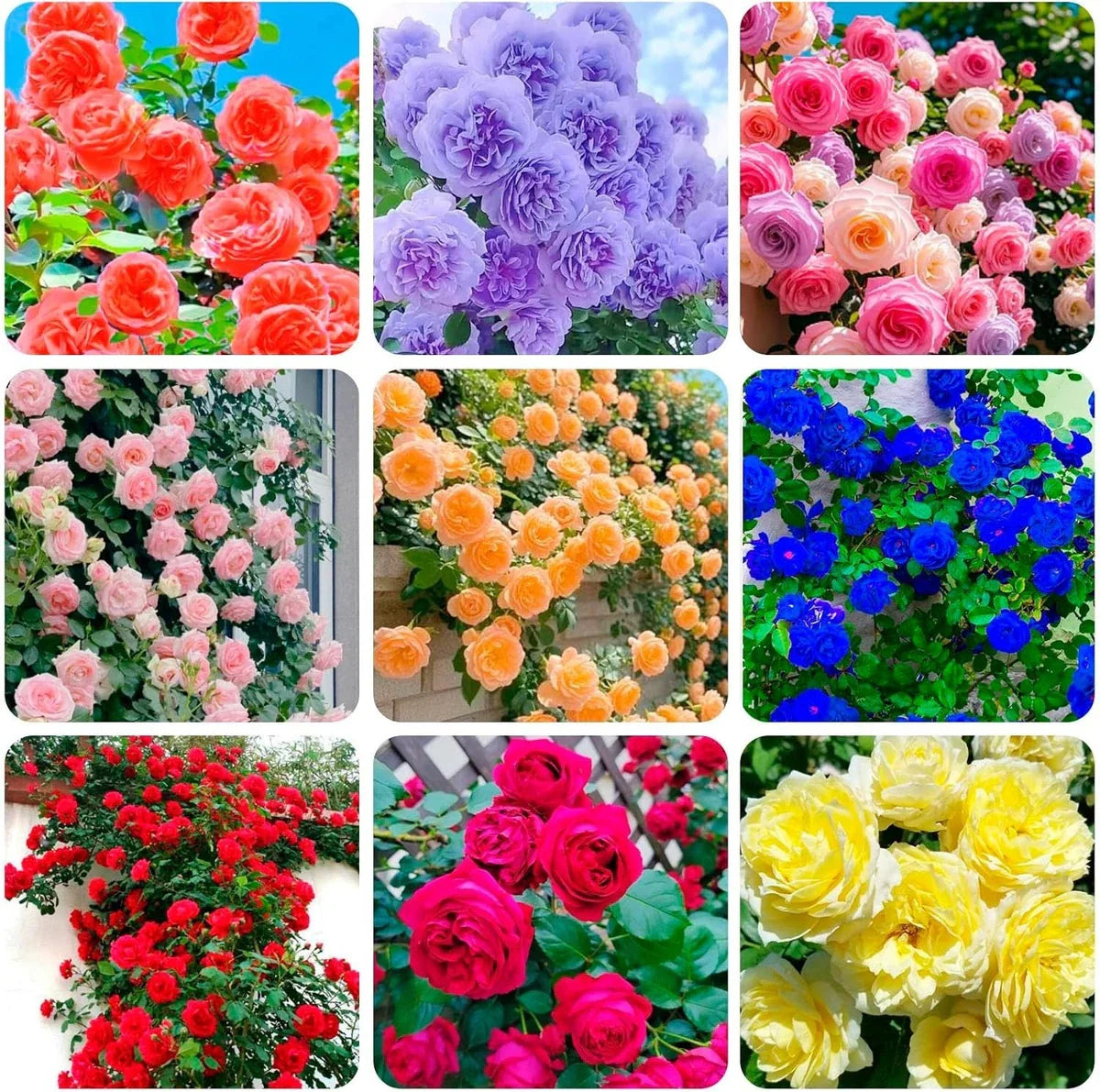 Semillas Mixtas de Rosas Trepadoras 🌹 TRANSFORMA TUS ESPACIOS EN UN PARAISO FLORAL 😱50% DE DESCUENTO😱